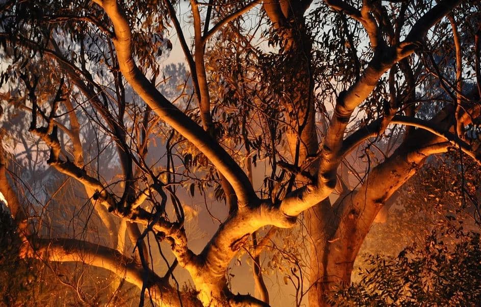 2019/20 Bushfire Season 