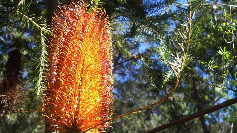 Banksia Flower 