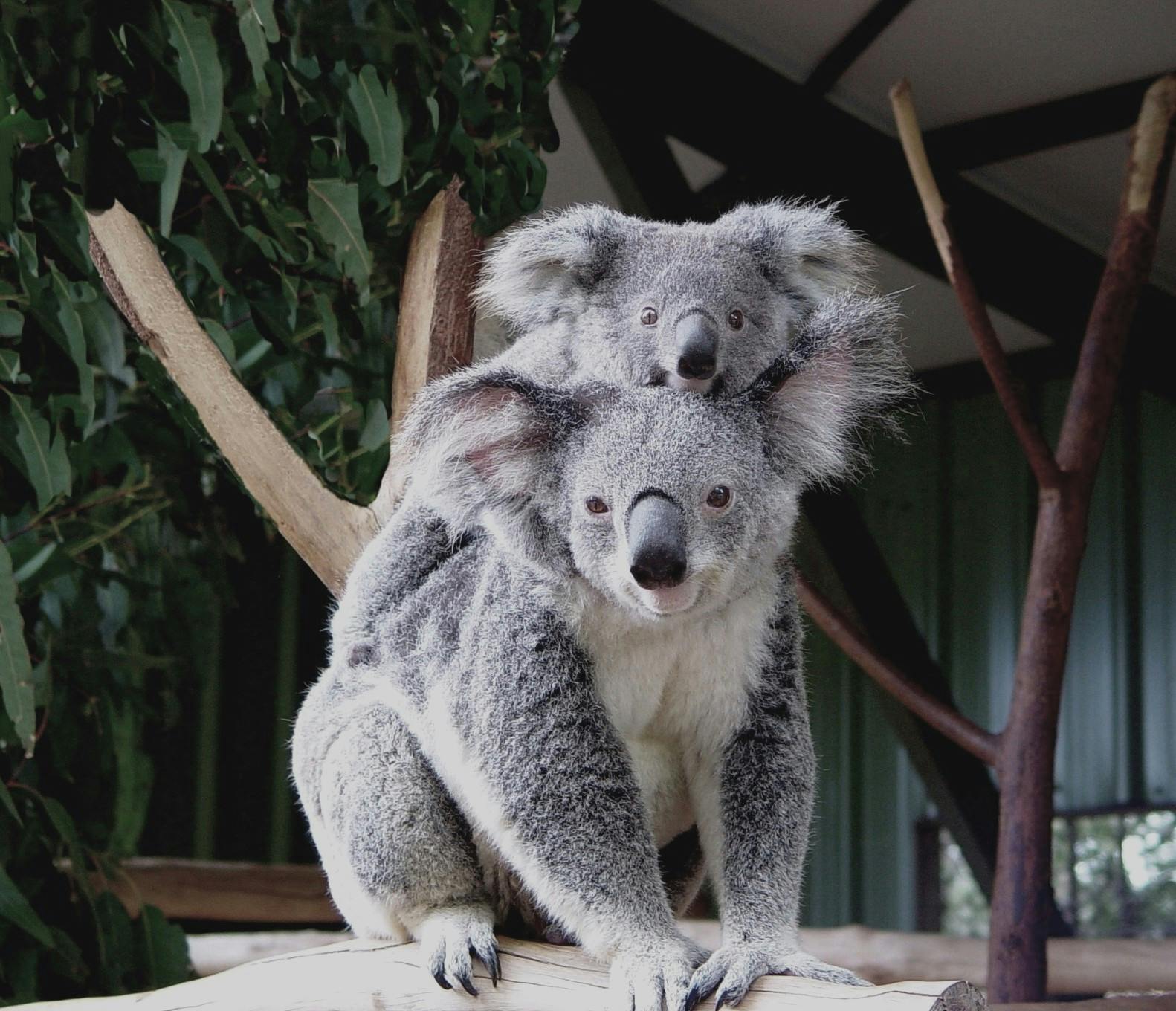 Baby Koala with Mum 