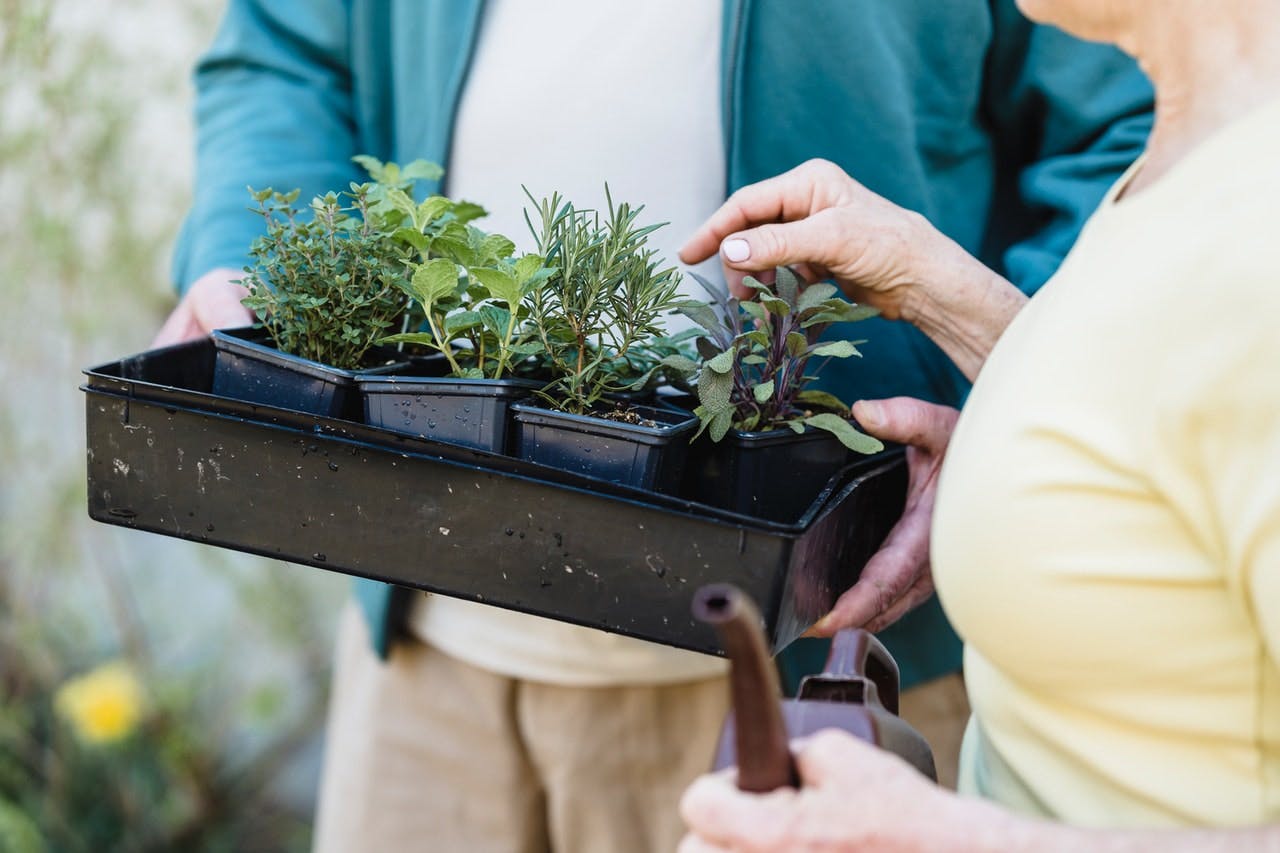 People holding seedlings in a tray