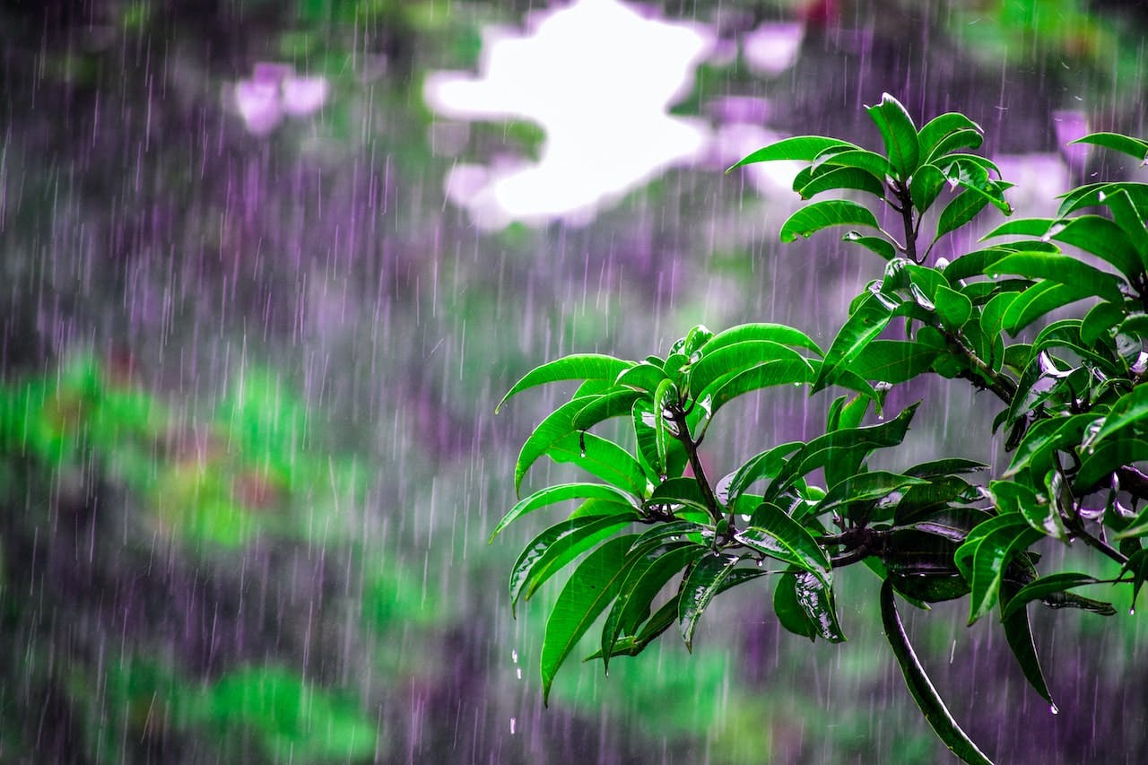 Rain in a garden